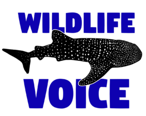 wildlife-voice